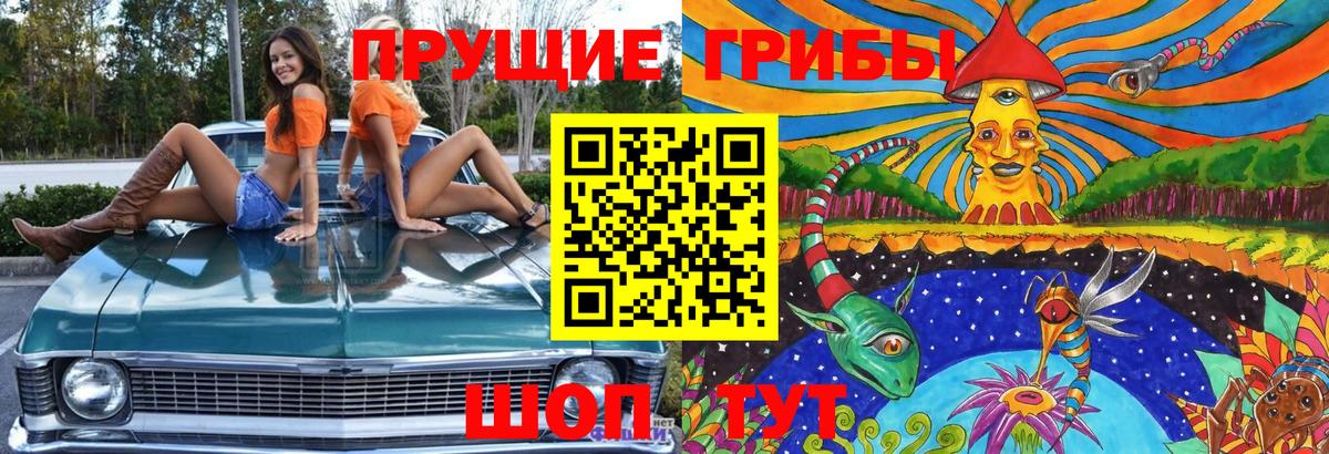 Галлюциногенные грибы Psilocybe Североуральск